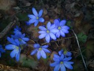 Hepatica nobilis Liverleaf